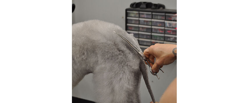 How to Groom a Bedlington Terrier
